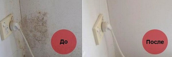 Уничтожение плесени и грибка